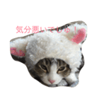 5ニャンと下僕の日々 3（個別スタンプ：22）
