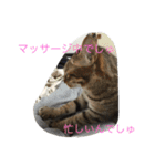 5ニャンと下僕の日々 3（個別スタンプ：23）