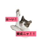 5ニャンと下僕の日々 3（個別スタンプ：24）
