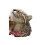 5ニャンと下僕の日々   4（個別スタンプ：1）