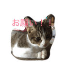 5ニャンと下僕の日々   4（個別スタンプ：5）