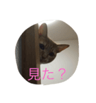 5ニャンと下僕の日々   4（個別スタンプ：6）