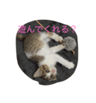 5ニャンと下僕の日々   4（個別スタンプ：7）