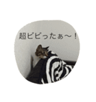 5ニャンと下僕の日々   4（個別スタンプ：8）