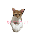 5ニャンと下僕の日々   4（個別スタンプ：13）
