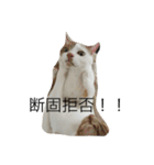 5ニャンと下僕の日々   4（個別スタンプ：14）