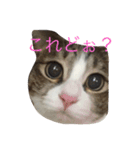 5ニャンと下僕の日々   4（個別スタンプ：19）