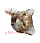 5ニャンと下僕の日々   4（個別スタンプ：20）