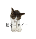 5ニャンと下僕の日々   4（個別スタンプ：21）