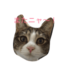 5ニャンと下僕の日々   4（個別スタンプ：22）