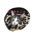 5ニャンと下僕の日々   4（個別スタンプ：24）
