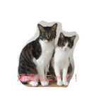 5ニャンと下僕の日々   4（個別スタンプ：28）
