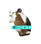 5ニャンと下僕の日々   4（個別スタンプ：29）
