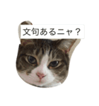 5ニャンと下僕の日々   4（個別スタンプ：30）