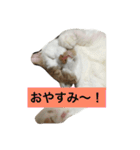 5ニャンと下僕の日々   4（個別スタンプ：31）