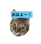 5ニャンと下僕の日々   4（個別スタンプ：32）