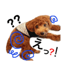 CHIRO Tiny poodle 4（個別スタンプ：1）