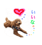 CHIRO Tiny poodle 4（個別スタンプ：2）