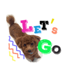 CHIRO Tiny poodle 4（個別スタンプ：3）