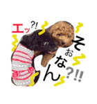 CHIRO Tiny poodle 4（個別スタンプ：5）