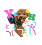 CHIRO Tiny poodle 4（個別スタンプ：6）