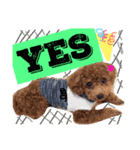 CHIRO Tiny poodle 4（個別スタンプ：7）