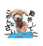 CHIRO Tiny poodle 4（個別スタンプ：8）