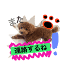 CHIRO Tiny poodle 4（個別スタンプ：11）