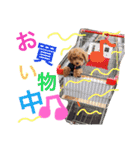 CHIRO Tiny poodle 4（個別スタンプ：13）