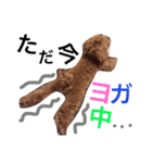 CHIRO Tiny poodle 4（個別スタンプ：14）