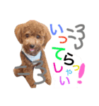 CHIRO Tiny poodle 4（個別スタンプ：15）