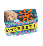 CHIRO Tiny poodle 4（個別スタンプ：16）