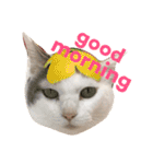 猫の もなかだよ！（個別スタンプ：2）