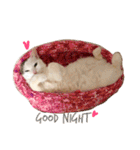 猫の もなかだよ！（個別スタンプ：4）
