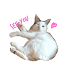 猫の もなかだよ！（個別スタンプ：5）