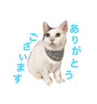 猫の もなかだよ！（個別スタンプ：6）