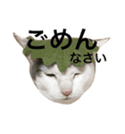 猫の もなかだよ！（個別スタンプ：7）