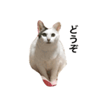 猫の もなかだよ！（個別スタンプ：10）