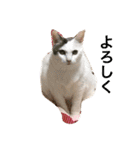 猫の もなかだよ！（個別スタンプ：11）