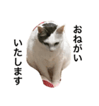 猫の もなかだよ！（個別スタンプ：12）