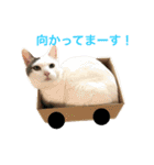 猫の もなかだよ！（個別スタンプ：14）
