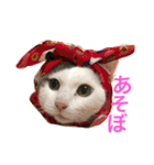 猫の もなかだよ！（個別スタンプ：16）