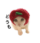 猫の もなかだよ！（個別スタンプ：17）