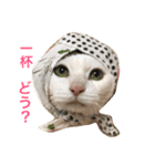 猫の もなかだよ！（個別スタンプ：19）
