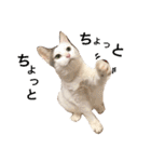 猫の もなかだよ！（個別スタンプ：20）