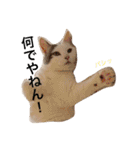 猫の もなかだよ！（個別スタンプ：21）