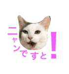 猫の もなかだよ！（個別スタンプ：22）
