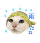猫の もなかだよ！（個別スタンプ：23）