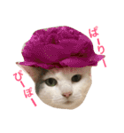 猫の もなかだよ！（個別スタンプ：25）