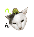 猫の もなかだよ！（個別スタンプ：26）